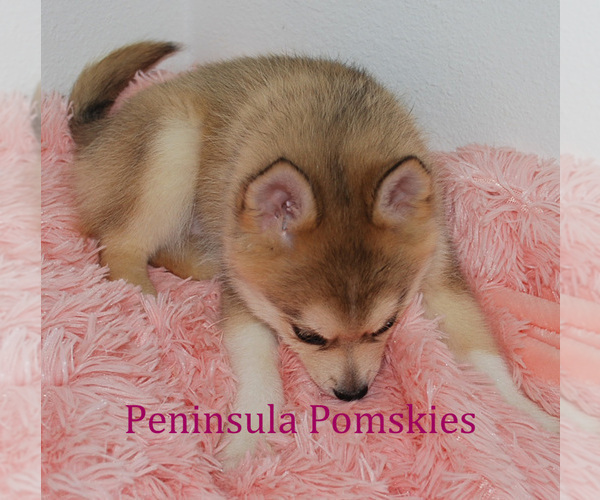Medium Photo #5 Pomsky Puppy For Sale in SEQUIM, WA, USA