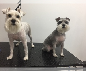 Maltese-Miniature Schnauzer Mix Puppy for sale in ATLANTA, GA, USA