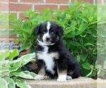 Small Miniature Australian Shepherd