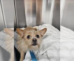 Welsh Terrier Dogs for adoption in Fort Lauderdale, FL, USA