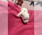 Puppy Marshmallow Maltese