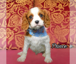 Cavalier King Charles Spaniel Puppy for sale in MIAMI, FL, USA