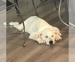 Small #5 Great Pyrenees Mix