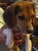 Small Photo #1 Beagle Puppy For Sale in LAGRANGE, IN, USA