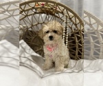 Small Photo #13 Maltipoo Puppy For Sale in VALLEY CENTER, CA, USA