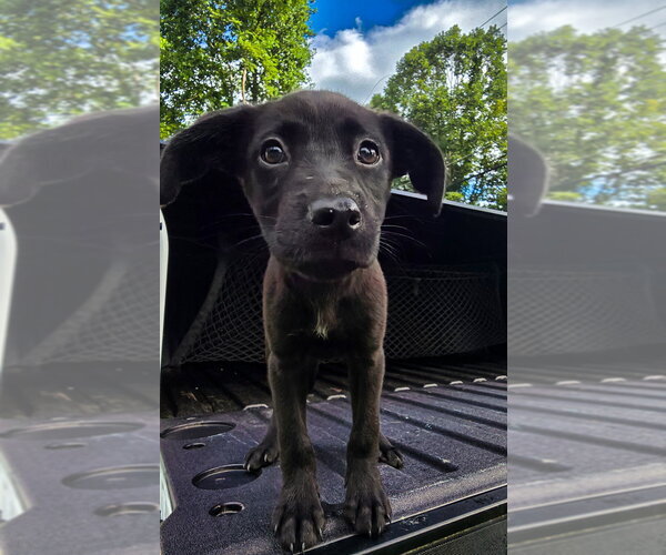 Medium Photo #7 Labrador Retriever Puppy For Sale in garner, NC, USA