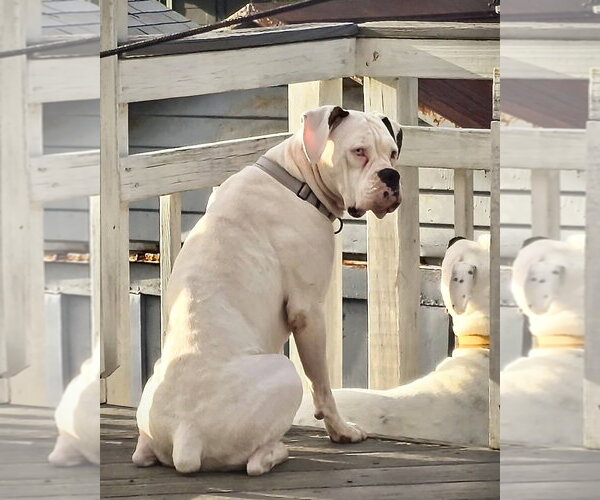 Medium Photo #2 Boxer Puppy For Sale in Dumont, NJ, USA