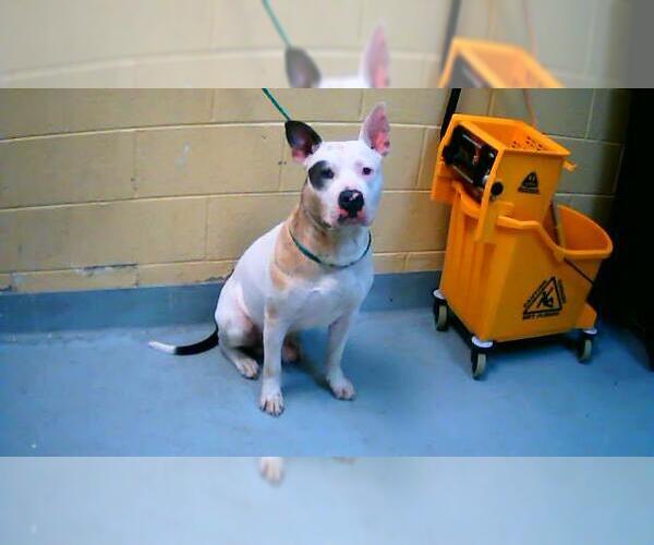 Medium Photo #1 Mutt Puppy For Sale in Tulsa, OK, USA