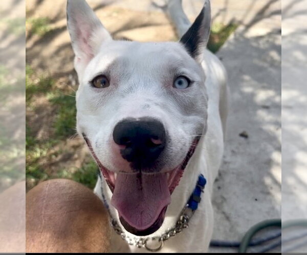 Medium Photo #4 American Staffordshire Terrier-Siberian Husky Mix Puppy For Sale in San Juan Capistrano, CA, USA
