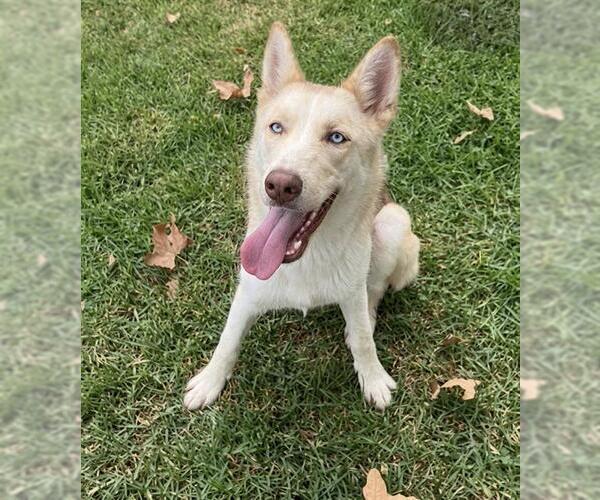 Medium Photo #3 Siberian Husky-Unknown Mix Puppy For Sale in Riverside, CA, USA