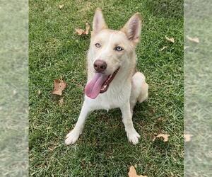 RANEERA - Female Siberian Husky-Unknown Mix Dog for Adoption - Photo #3