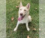 Small #2 Siberian Husky Mix