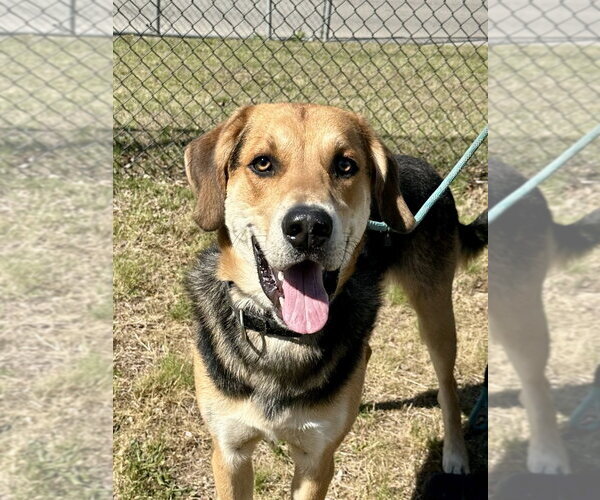 Medium Photo #1 Mutt Puppy For Sale in Glen Allen, VA, USA