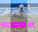 Small Photo #6 Australian Cattle Dog Puppy For Sale in TOPPENISH, WA, USA