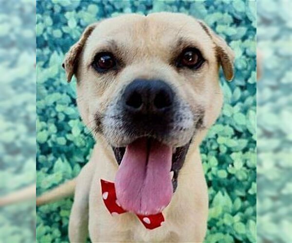 Medium Photo #2 Mutt Puppy For Sale in Dana Point, CA, USA