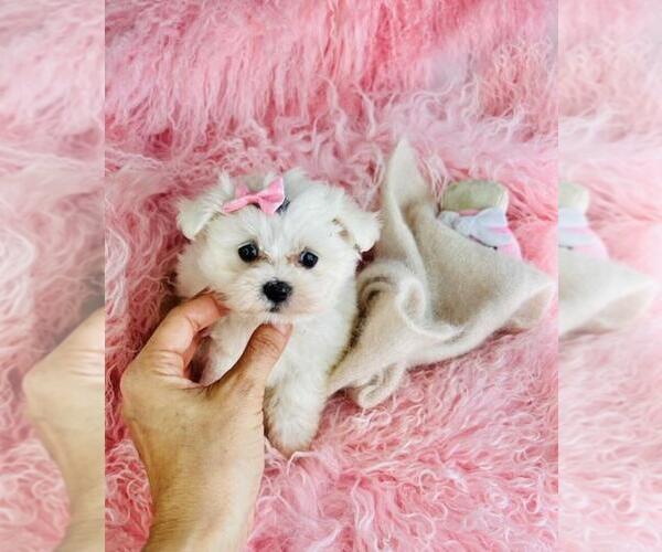 Medium Photo #12 Maltese Puppy For Sale in PEMBROKE PINES, FL, USA