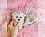 Small Photo #12 Maltese Puppy For Sale in PEMBROKE PINES, FL, USA