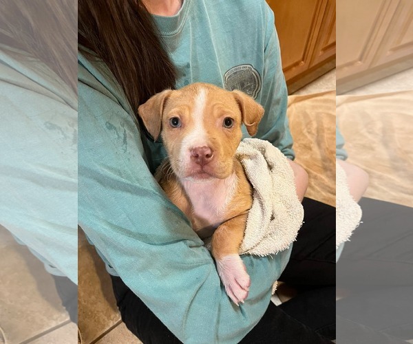 Medium Photo #4 Mutt Puppy For Sale in Derwood, MD, USA