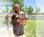 Small Photo #9 Bulldog Puppy For Sale in NORCO, CA, USA