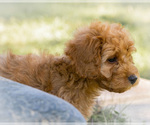 Muffin - Female Golden Cavadoodle Puppy for Sale - Photo #6