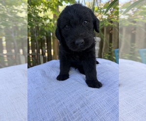 Labradoodle Puppy for sale in PEMBROKE, GA, USA