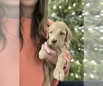 Small #3 Goldendoodle