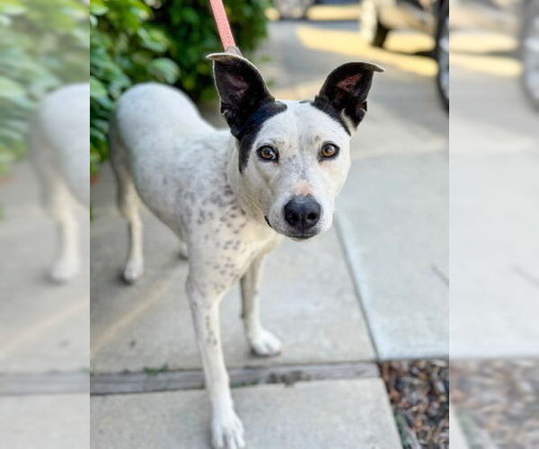 Medium Photo #2 Mutt Puppy For Sale in Corona, CA, USA