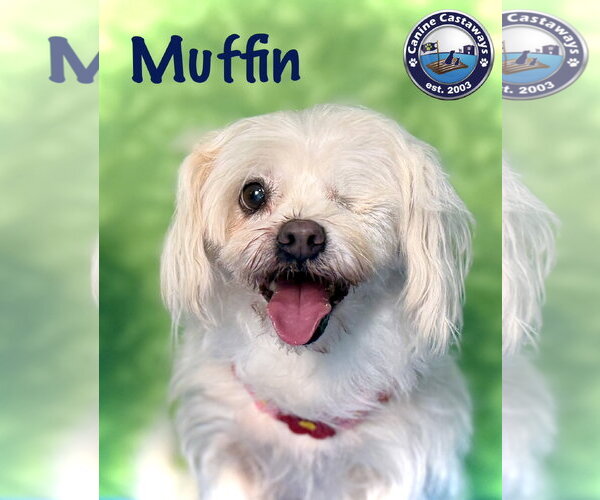Medium Photo #1 Maltese-Unknown Mix Puppy For Sale in Arcadia, FL, USA