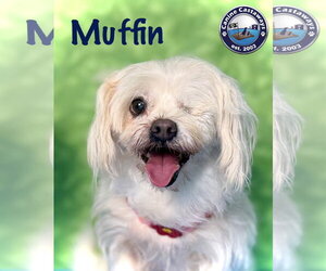 Maltese-Unknown Mix Dogs for adoption in Arcadia, FL, USA