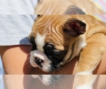 Small Photo #24 French Bulldog Puppy For Sale in FREMONT, CA, USA