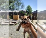 Small Photo #5 Cane Corso Puppy For Sale in TULARE, CA, USA