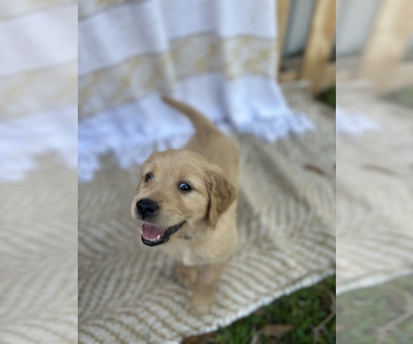 Medium Photo #7 Golden Retriever Puppy For Sale in HAMPTON, FL, USA