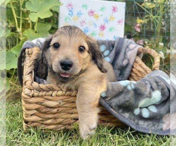 Medium Photo #1 Dachshund Puppy For Sale in SAVANNAH, TX, USA