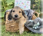 Small Photo #1 Dachshund Puppy For Sale in SAVANNAH, TX, USA