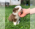 Small Photo #6 Miniature Australian Shepherd Puppy For Sale in MANSFIELD, PA, USA