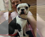 Small #2 Boston Terrier