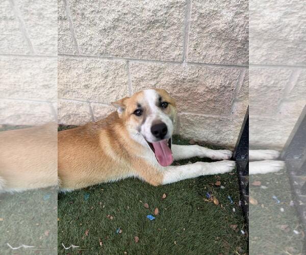 Medium Photo #6 Shiba Inu-Unknown Mix Puppy For Sale in Rockwall, TX, USA