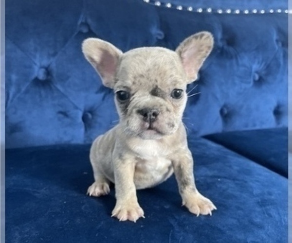 Medium Photo #5 French Bulldog Puppy For Sale in SAINT LOUIS, MO, USA