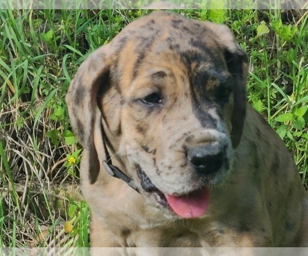 Medium Photo #1 Great Dane Puppy For Sale in LEANDER, TX, USA