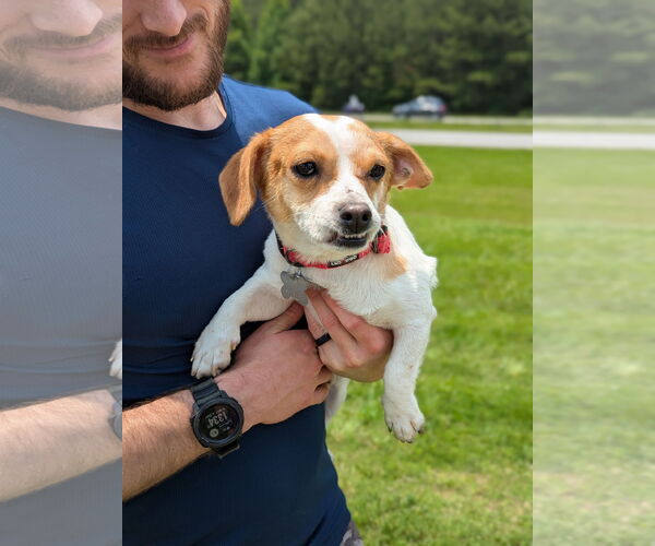 Medium Photo #3 Jack Chi Puppy For Sale in Holly Springs, NC, USA