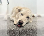 Small #11 Huskies  Mix