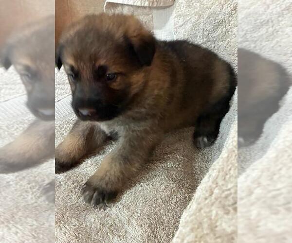 Medium Photo #7 German Shepherd Dog Puppy For Sale in GREENWOOD, WI, USA