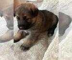 Small #6 German Shepherd Dog