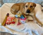 Small #11 Black Mouth Cur-Labrador Retriever Mix