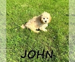 Small #2 Cavapoo