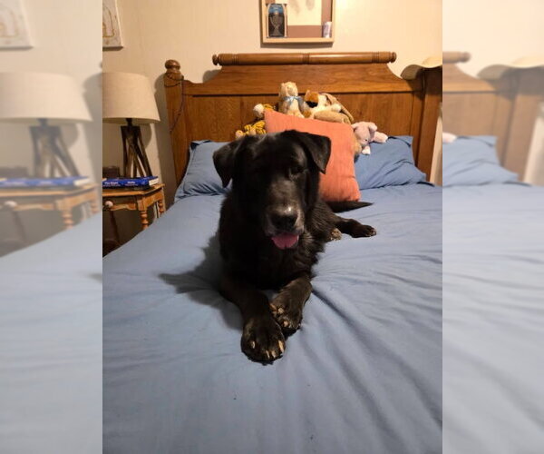 Medium Photo #4 Labrador Retriever Puppy For Sale in Forest, VA, USA