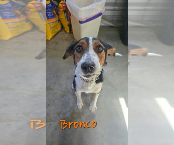 Medium Photo #4 Collie-Unknown Mix Puppy For Sale in Foristell, MO, USA