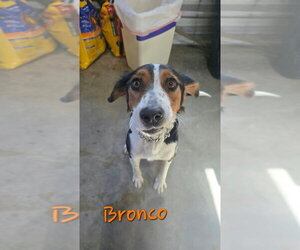 Bronco - Male Collie-Unknown Mix Dog for Adoption - Photo #4