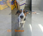 Small Photo #4 Collie-Unknown Mix Puppy For Sale in Foristell, MO, USA