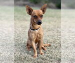 Small #4 Chihuahua Mix